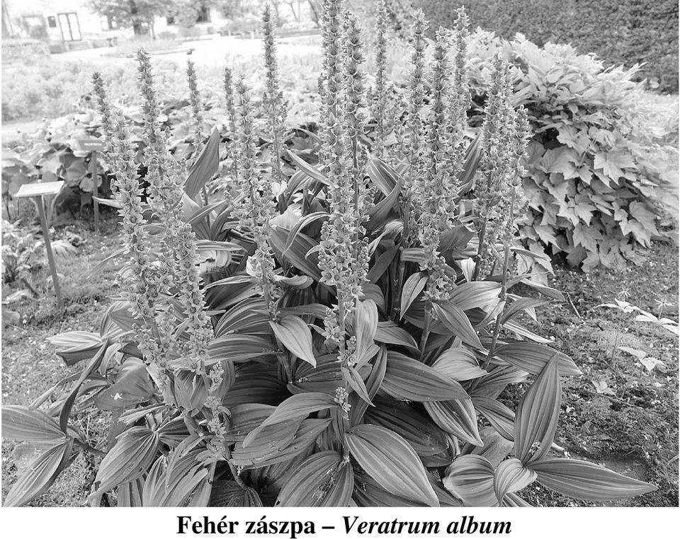 Veratrum