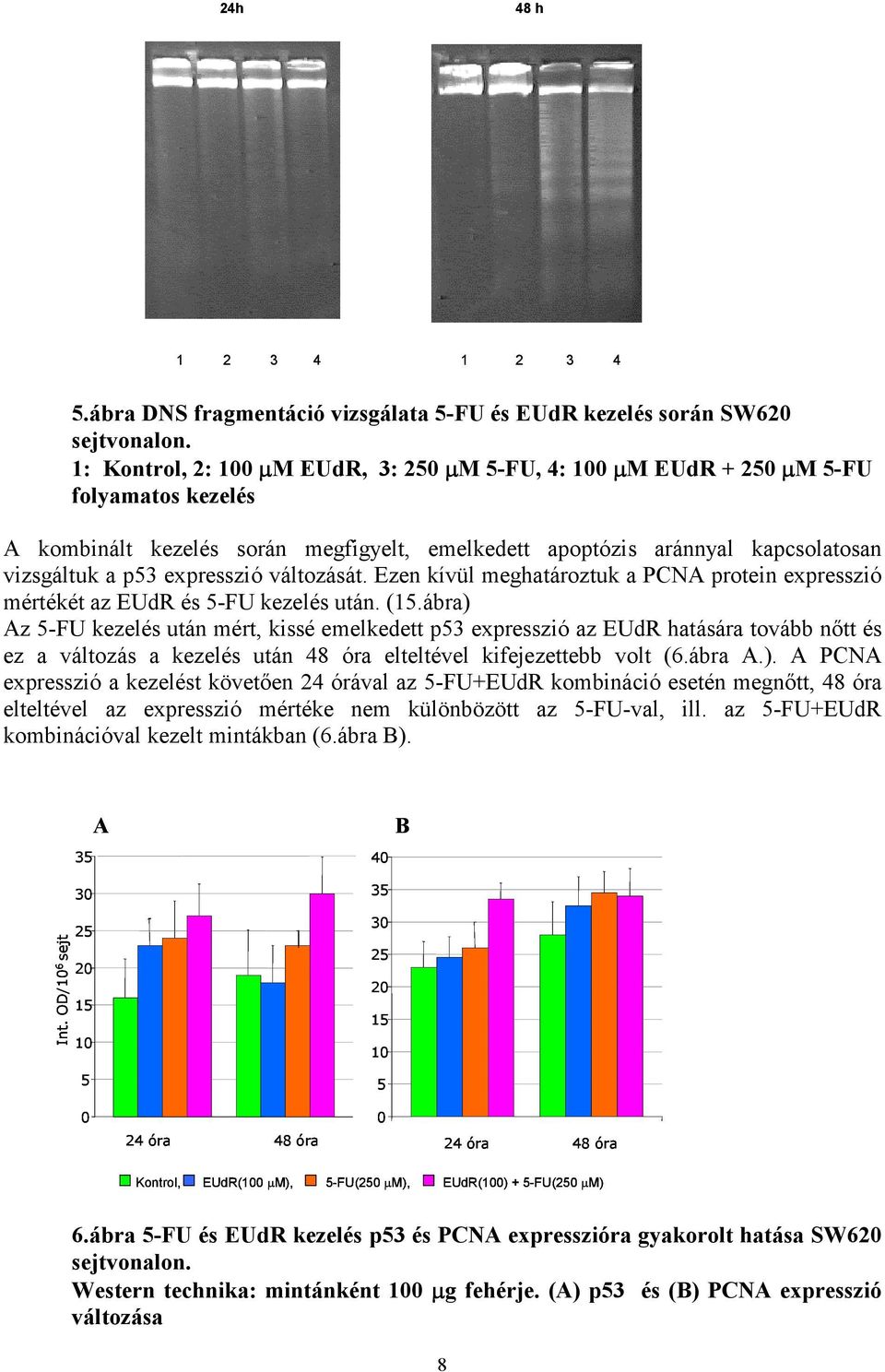 expresszió változását. Ezen kívül meghatároztuk a PCNA protein expresszió mértékét az EUdR és 5-FU kezelés után. (15.