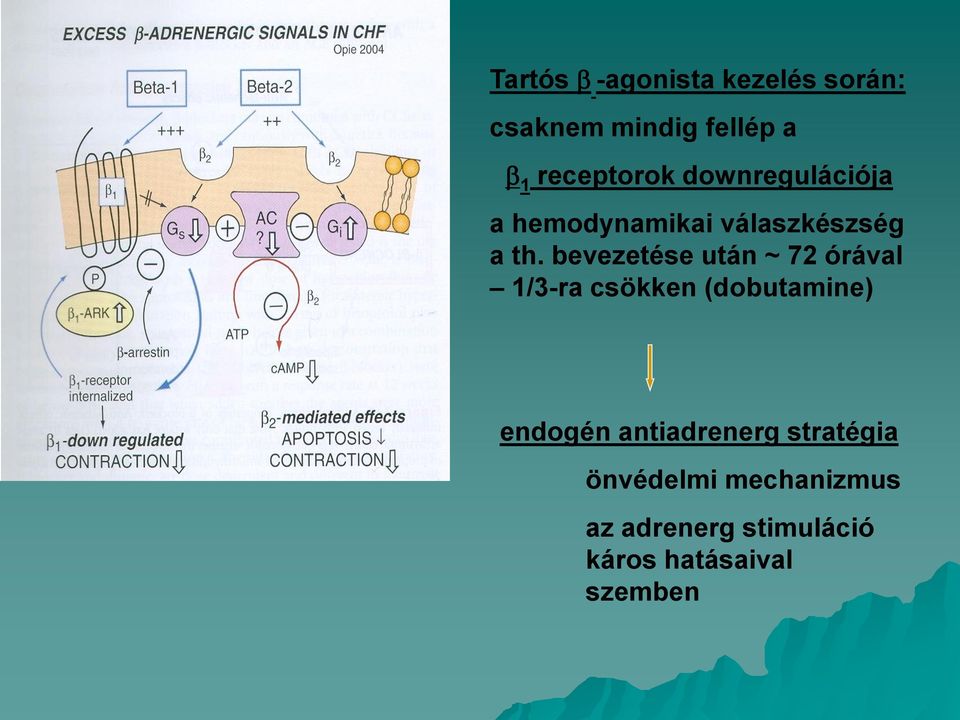 bevezetése után ~ 72 órával 1/3-ra csökken (dobutamine) endogén