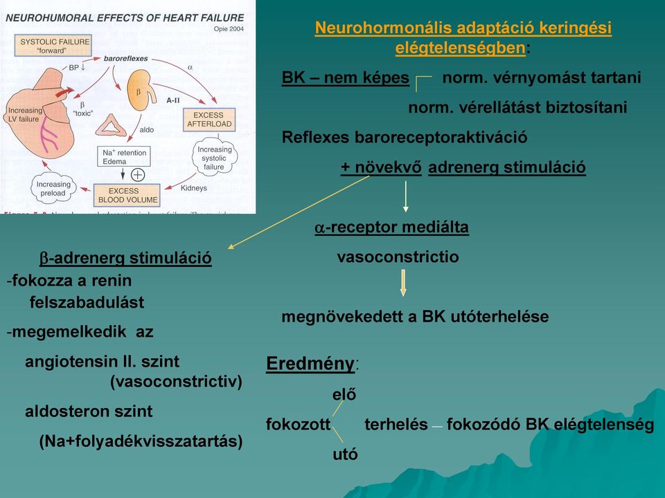 stimuláció -fokozza a renin felszabadulást -megemelkedik az angiotensin II.