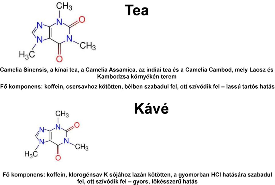 szabadul fel, ott szívódik fel lassú tartós hatás Kávé Fő komponens: koffein, klorogénsav K