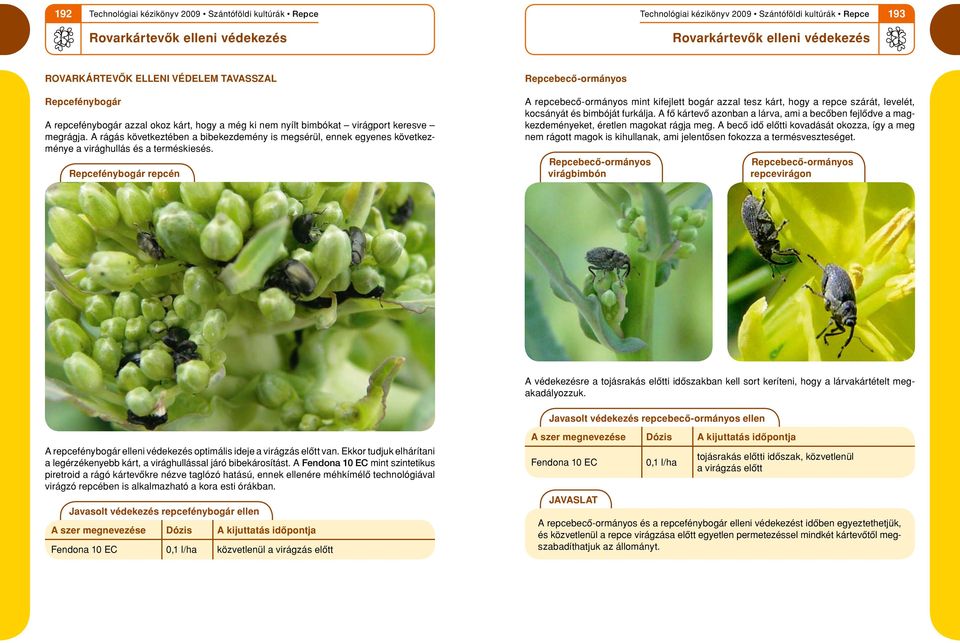 Repcefénybogár repcén Repcebecô-ormányos A repcebecô-ormányos mint kifejlett bogár azzal tesz kárt, hogy a repce szárát, levelét, kocsányát és bimbóját furkálja.