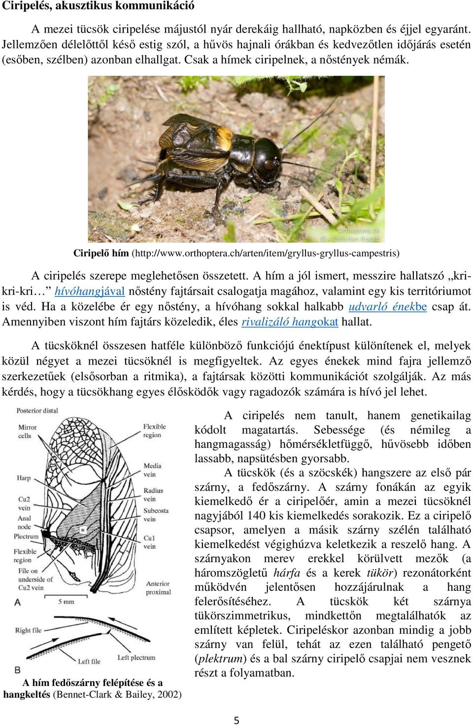 orthoptera.ch/arten/item/gryllus-gryllus-campestris) A ciripelés szerepe meglehetősen összetett.