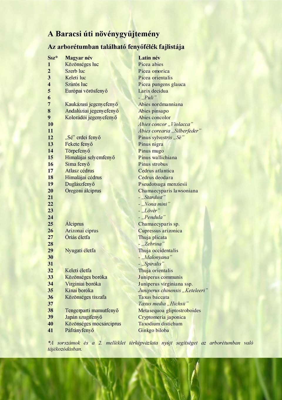 Abies concor Violacca 11 Abies corearia Silberfeder 12 Sé erdei fenyő Pinus sylvestris Sé 13 Fekete fenyő Pinus nigra 14 Törpefenyő Pinus mugo 15 Himalájai selyemfenyő Pinus wallichiana 16 Sima fenyő