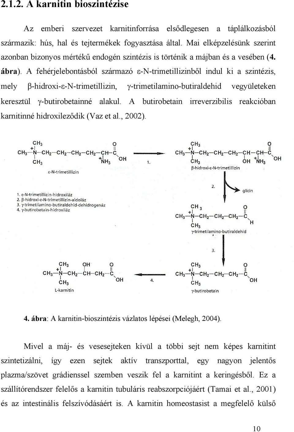 A fehérjelebontásból származó ε-n-trimetillizinből indul ki a szintézis, mely β-hidroxi-ε-n-trimetillizin, γ-trimetilamino-butiraldehid vegyületeken keresztül γ-butirobetainné alakul.