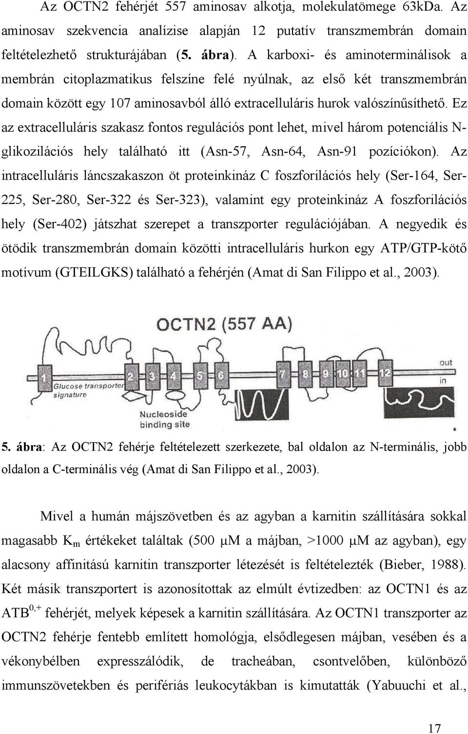 Ez az extracelluláris szakasz fontos regulációs pont lehet, mivel három potenciális N- glikozilációs hely található itt (Asn-57, Asn-64, Asn-91 pozíciókon).