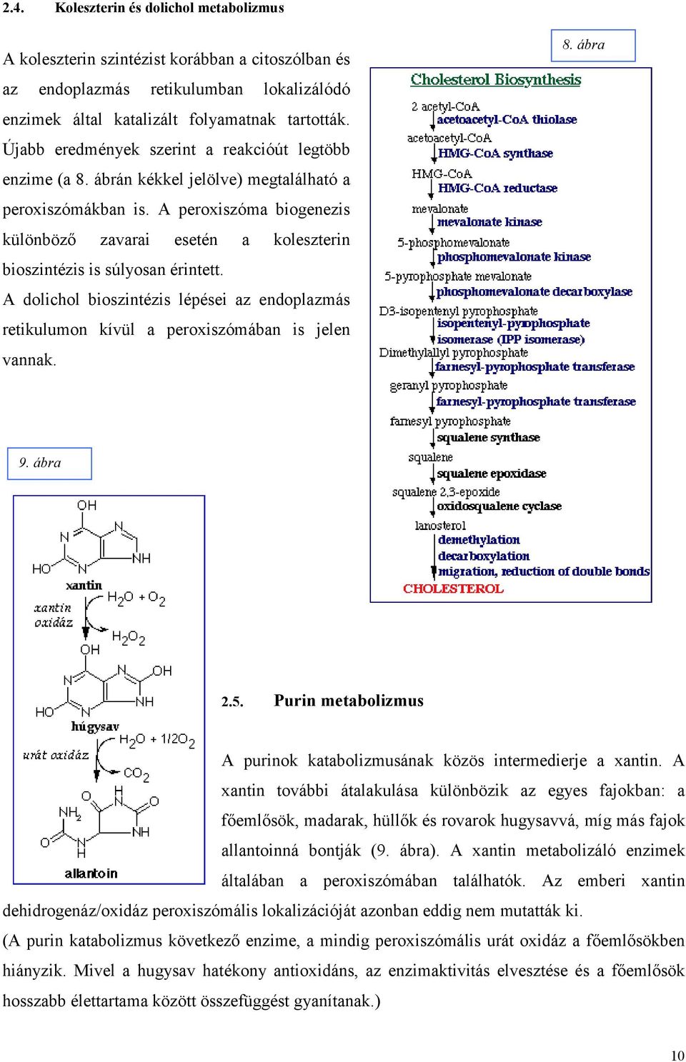 A peroxiszóma biogenezis különböző zavarai esetén a koleszterin bioszintézis is súlyosan érintett. A dolichol bioszintézis lépései az endoplazmás retikulumon kívül a peroxiszómában is jelen vannak. 8.