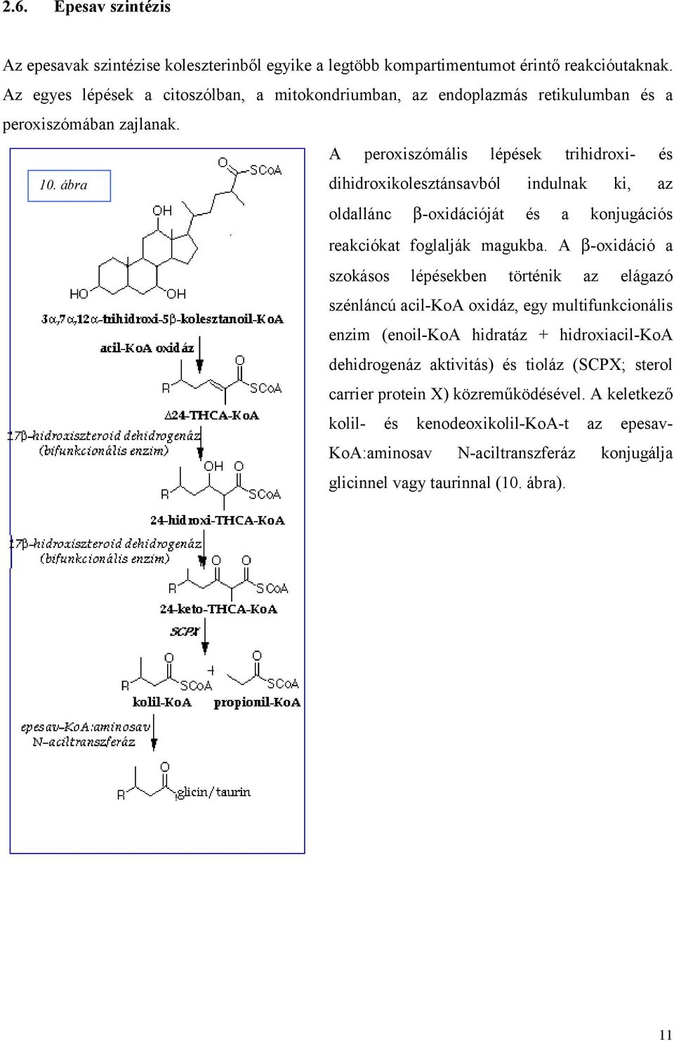 ábra dihidroxikolesztánsavból indulnak ki, az oldallánc β-oxidációját és a konjugációs reakciókat foglalják magukba.