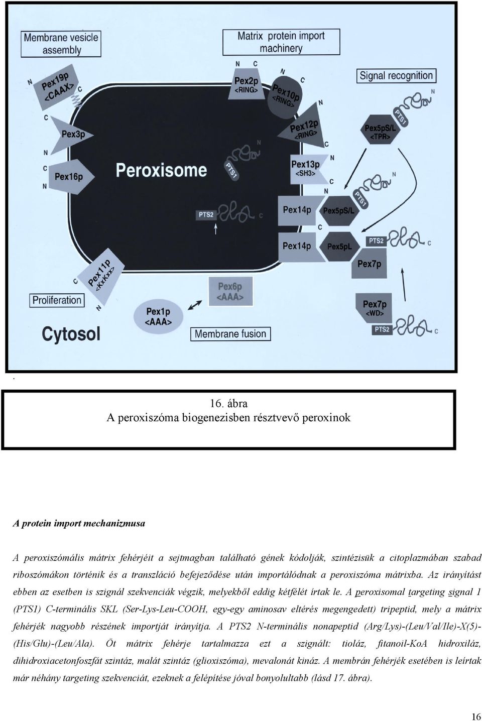 A peroxisomal targeting signal 1 (PTS1) C-terminális SKL (Ser-Lys-Leu-COOH, egy-egy aminosav eltérés megengedett) tripeptid, mely a mátrix fehérjék nagyobb részének importját irányítja.