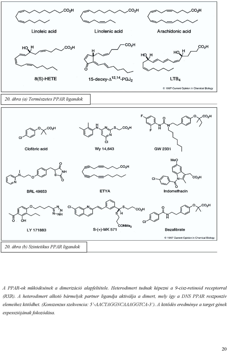 Heterodimert tudnak képezni a 9-cisz-retinoid receptorral (RXR).