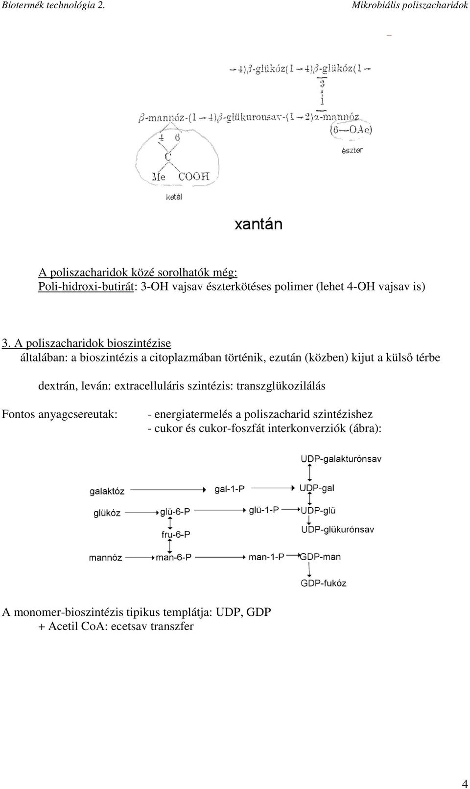 dextrán, leván: extracelluláris szintézis: transzglükozilálás Fontos anyagcsereutak: - energiatermelés a poliszacharid
