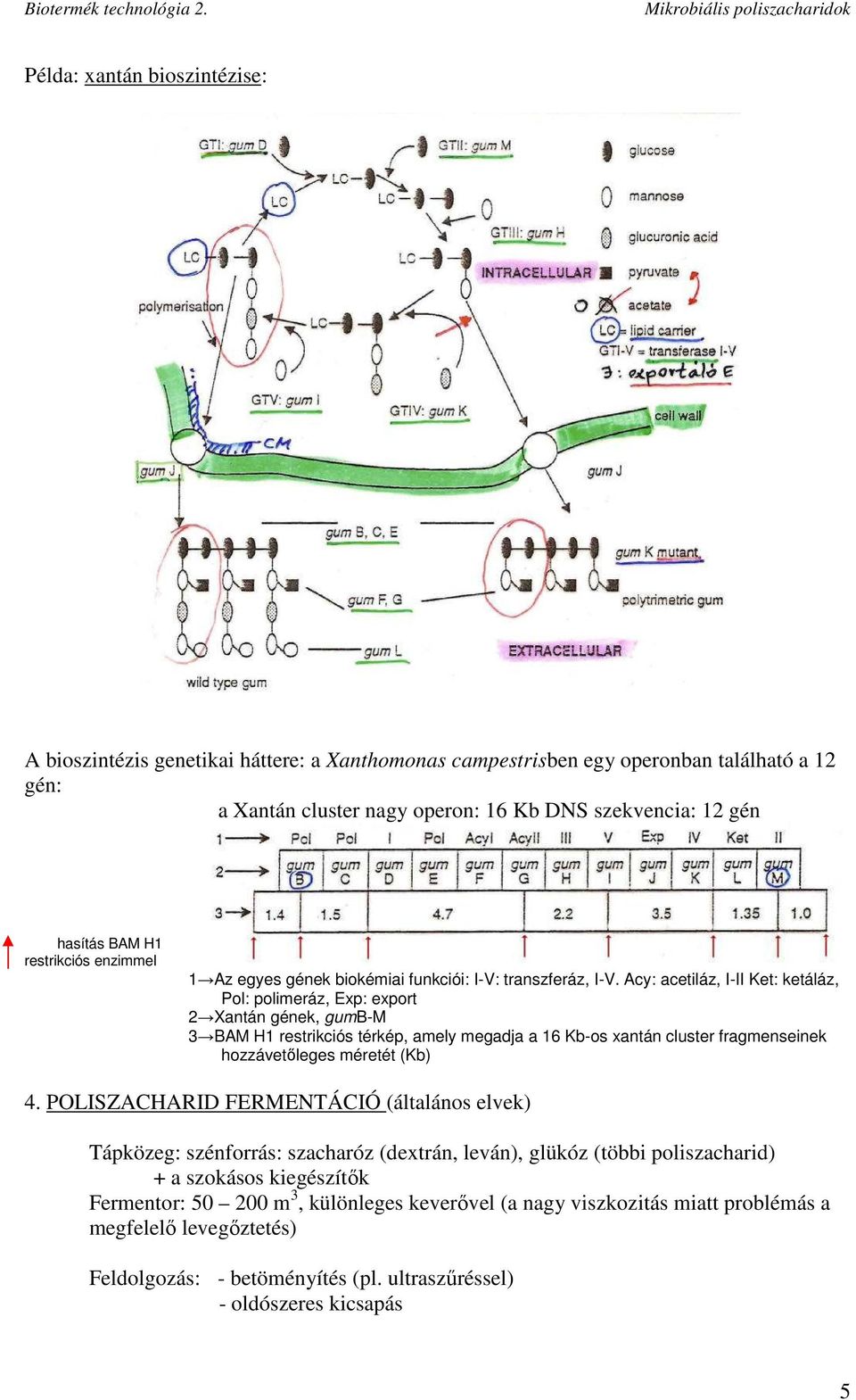 Acy: acetiláz, I-II Ket: ketáláz, Pol: polimeráz, Exp: export 2 Xantán gének, gumb-m 3 BAM H1 restrikciós térkép, amely megadja a 16 Kb-os xantán cluster fragmenseinek hozzávetıleges méretét (Kb) 4.