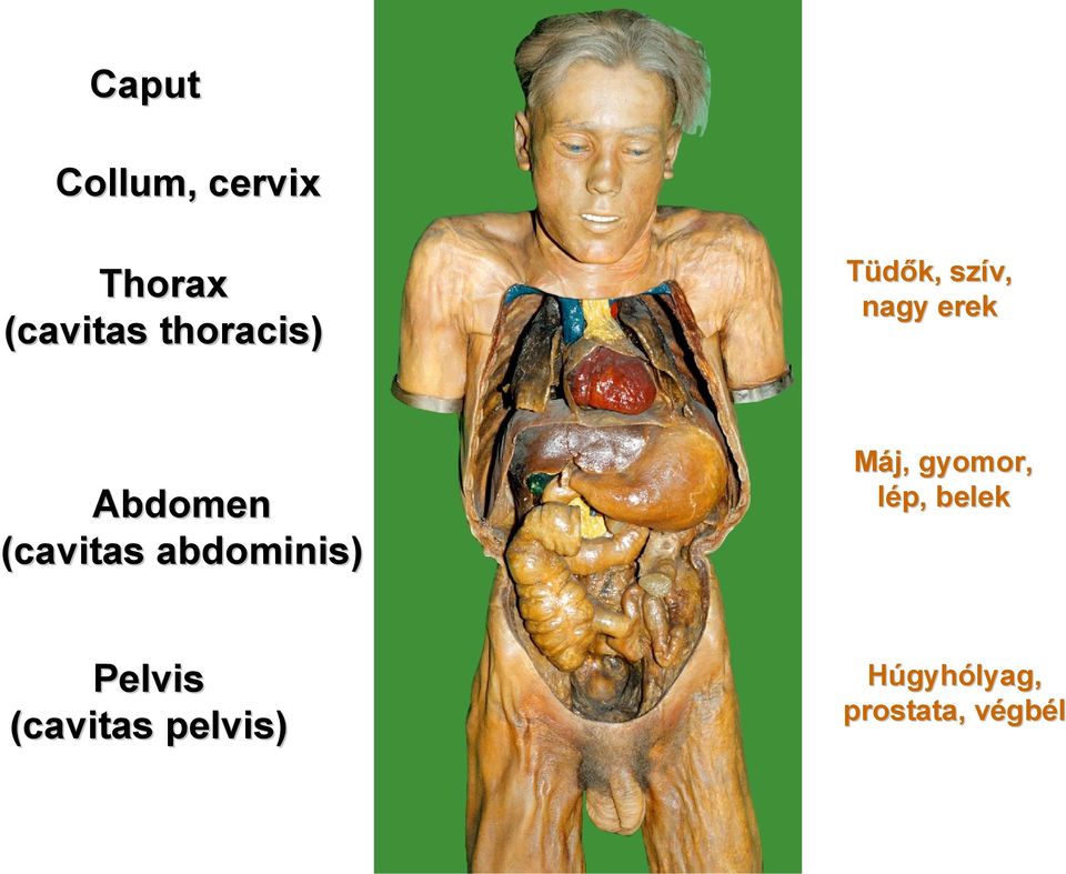 (cavitas abdominis) Máj, gyomor, lép, belek