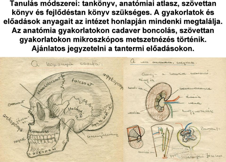 A gyakorlatok és előad adások anyagait az intézet honlapján n mindenki megtalálja. lja.