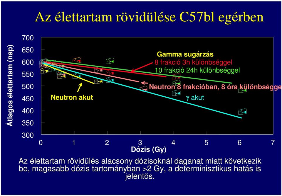 frakcióban, 8 óra különbséggel 0 1 2 3 4 5 6 7 Dózis (Gy) Az élettartam rövidülés alacsony