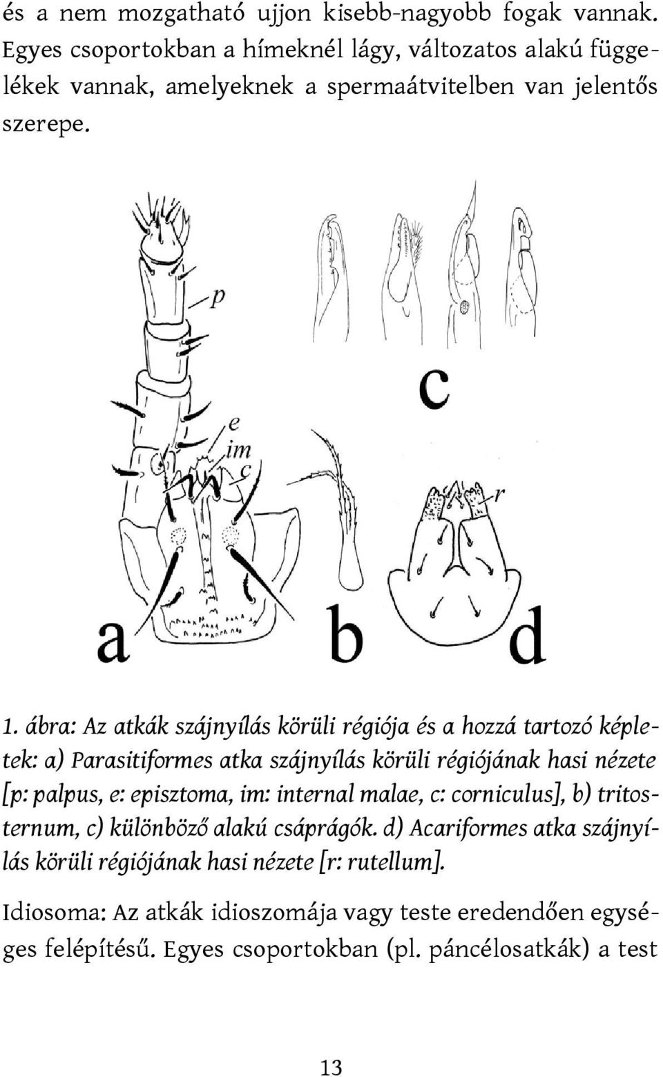 ábra: Az atkák szájnyílás körüli régiója és a hozzá tartozó képletek: a) Parasitiformes atka szájnyílás körüli régiójának hasi nézete [p: palpus, e: