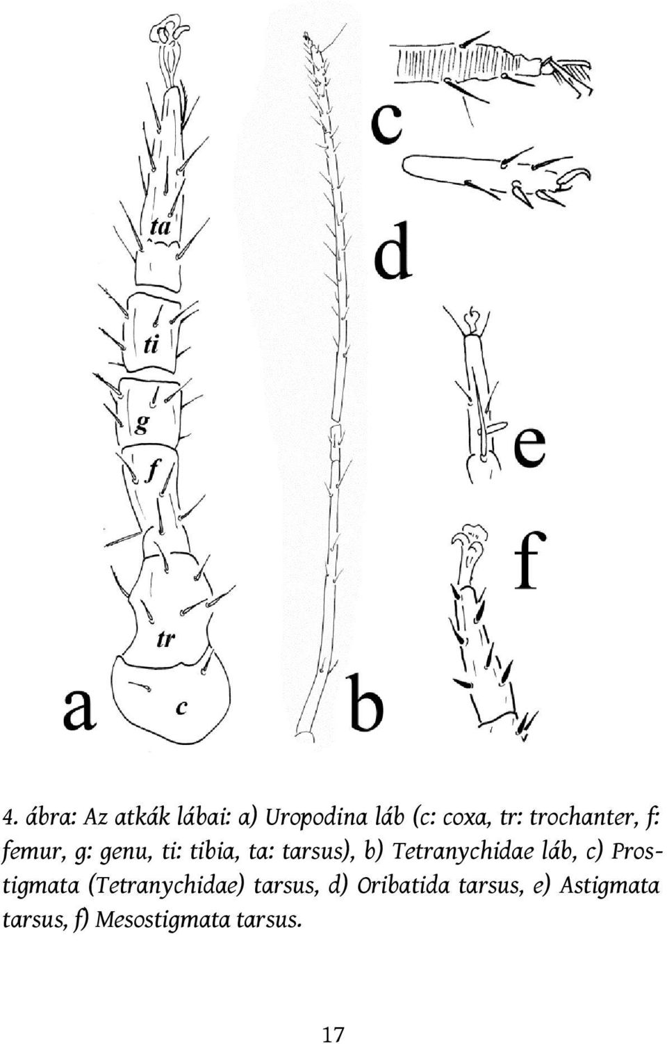 Tetranychidae láb, c) Prostigmata (Tetranychidae) tarsus,