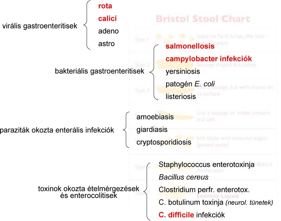 coli listeriosis paraziták okozta enterális infekciók amoebiasis giardiasis cryptosporidiosis toxinok