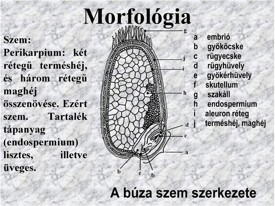 összenövése. Ezért szem.