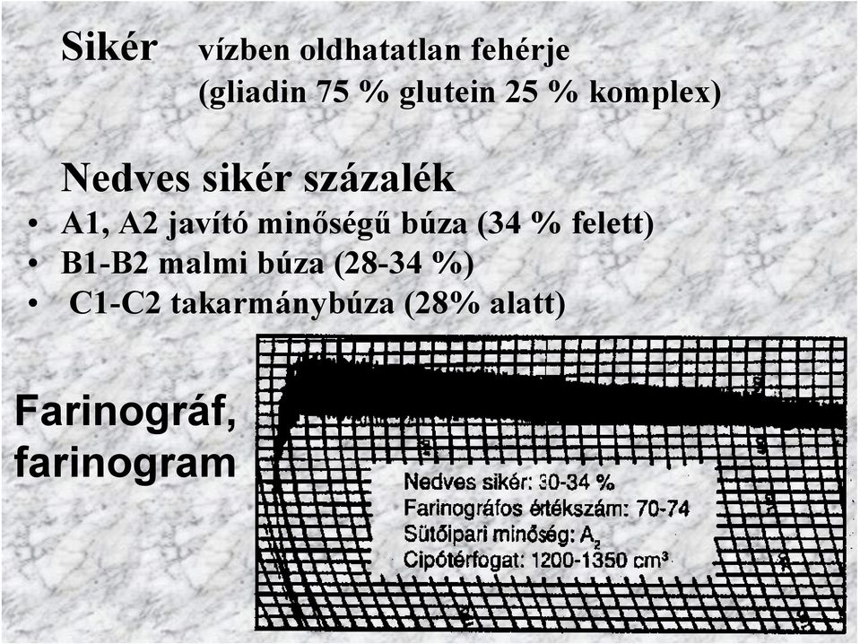 javító minőségű búza (34 % felett) B1-B2 malmi búza