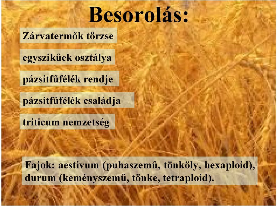 triticum nemzetség Besorolás: Fajok: aestivum