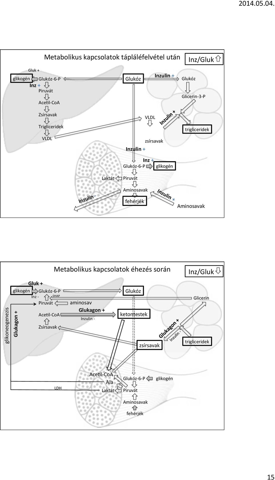 glikoneogenezis Glukagon Gluk glikogén Glukóz6P Inz DHAP Piruvát AceblCoA Zsírsavak Metabolikus kapcsolatok éhezés során Glukóz aminosav