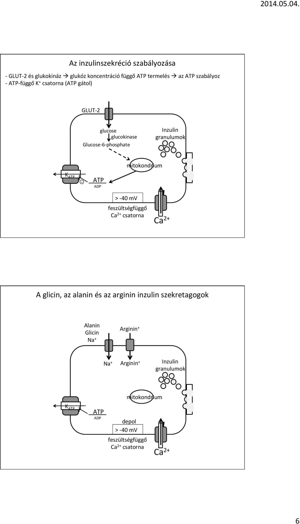 ATP ADP > 40 mv feszültségfüggő Ca 2 csatorna Ca 2 A glicin, az alanin és az arginin inzulin szekretagogok Alanin