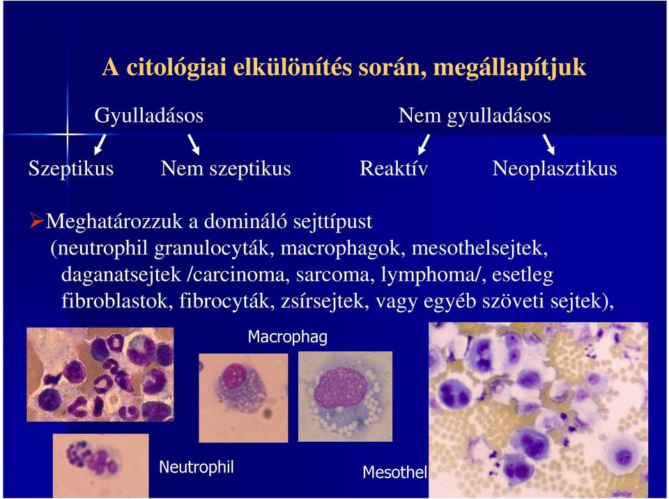 granulocyták, macrophagok, mesothelsejtek, daganatsejtek /carcinoma, sarcoma, lymphoma/,