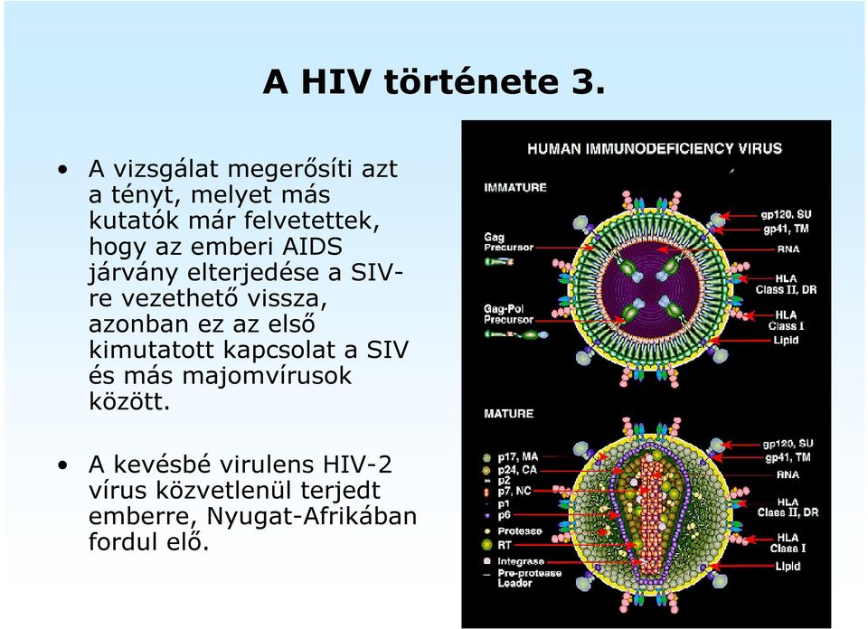 emberi AIDS járvány elterjedése a SIVre vezethető vissza, azonban ez az első