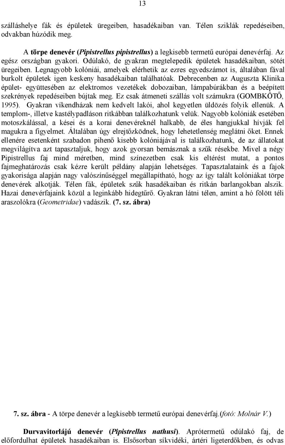 Legnagyobb kolóniái, amelyek elérhetik az ezres egyedszámot is, általában fával burkolt épületek igen keskeny hasadékaiban találhatóak.