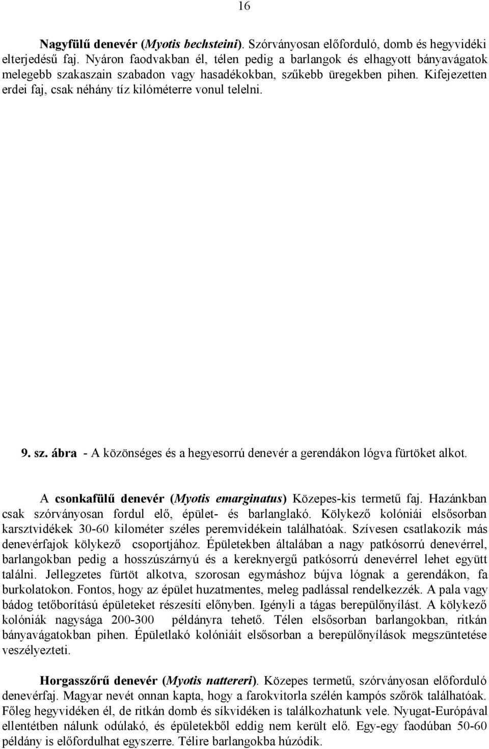 Kifejezetten erdei faj, csak néhány tíz kilóméterre vonul telelni. 9. sz. ábra - A közönséges és a hegyesorrú denevér a gerendákon lógva fürtöket alkot.