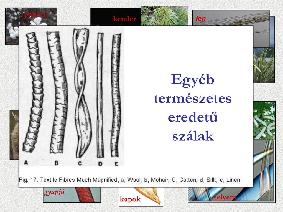 eredetű szálak