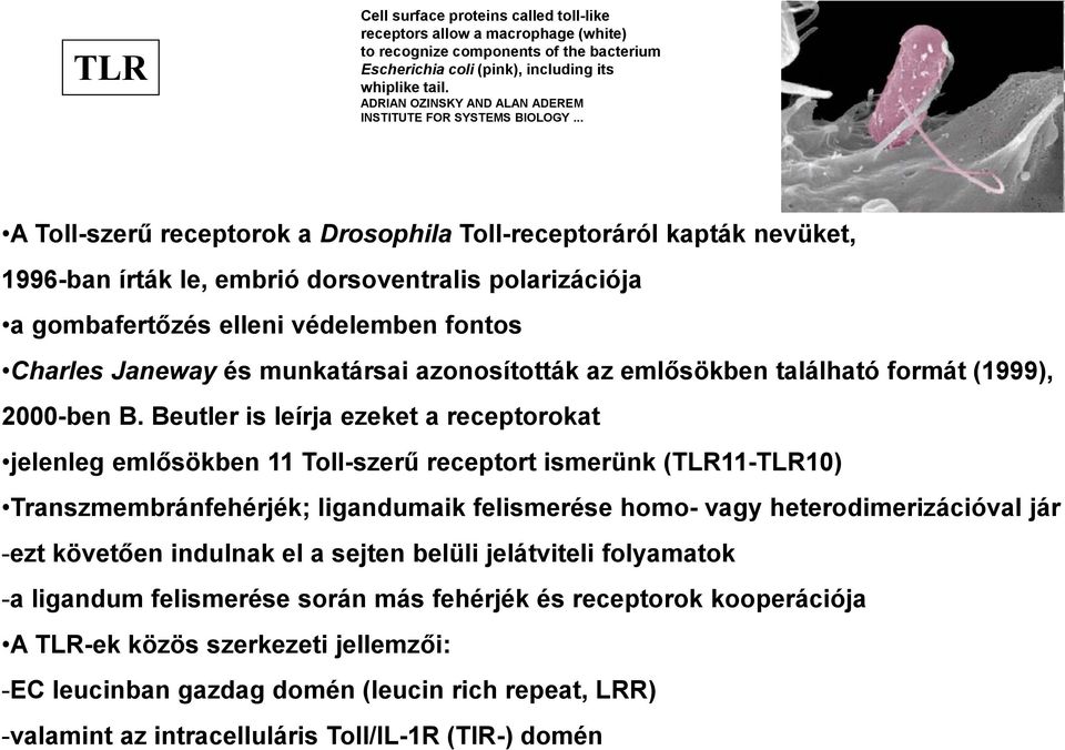 .. A Toll-szerű receptorok a Drosophila Toll-receptoráról kapták nevüket, 1996-ban írták le, embrió dorsoventralis polarizációja a gombafertőzés elleni védelemben fontos Charles Janeway és