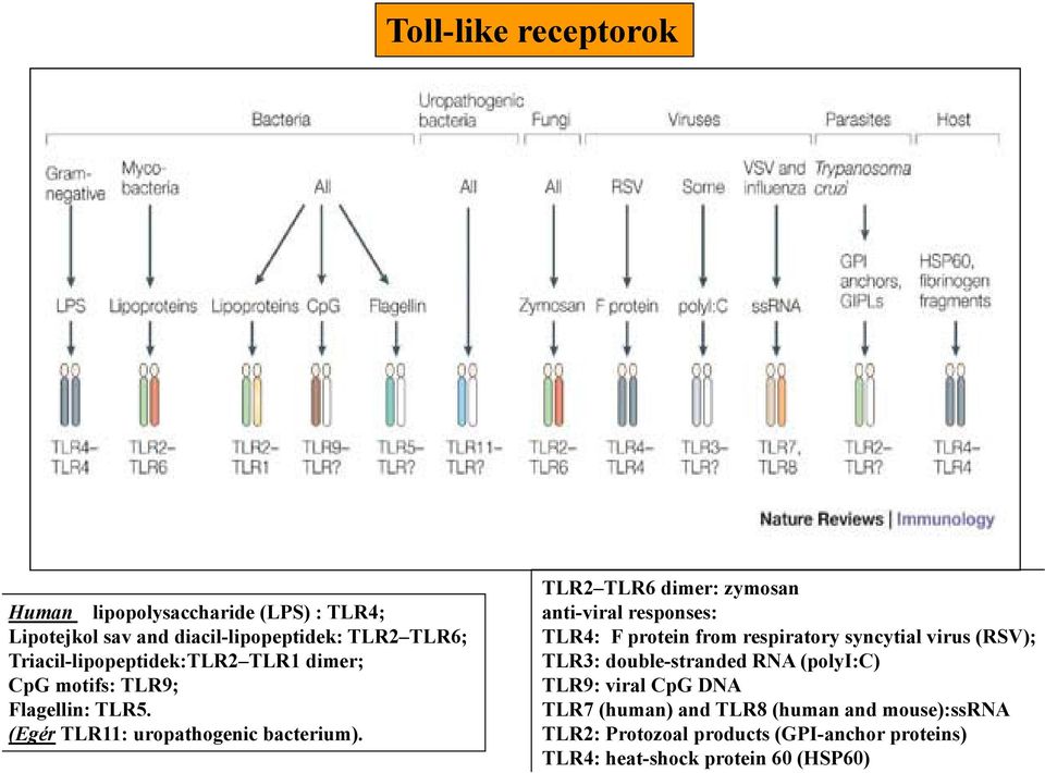 TLR2 TLR6 dimer: zymosan anti-viral responses: TLR4: F protein from respiratory syncytial virus (RSV); TLR3: double-stranded