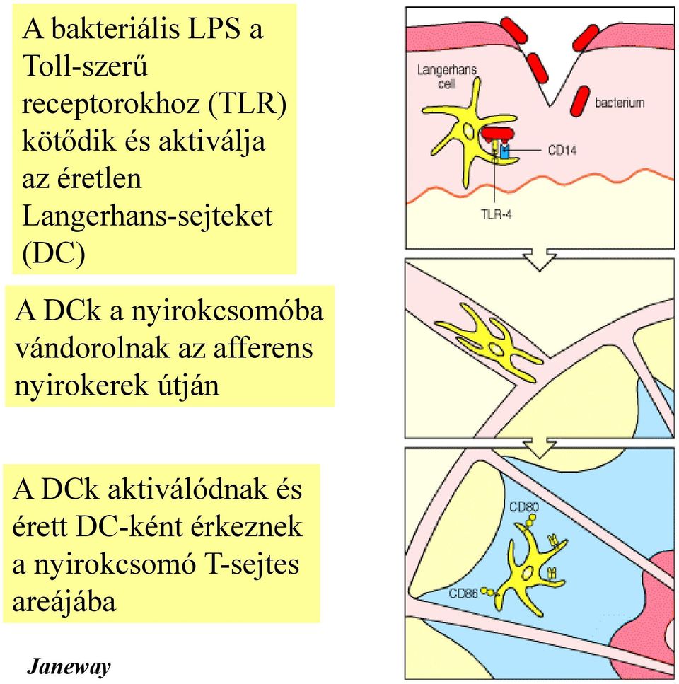 nyirokcsomóba vándorolnak az afferens nyirokerek útján A DCk