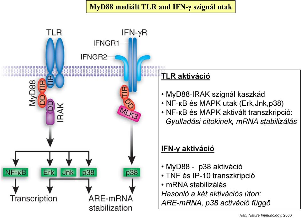 stabilizálás IFN-γ aktiváció MyD88 - p38 aktiváció TNF és IP-10 transzkripció mrna