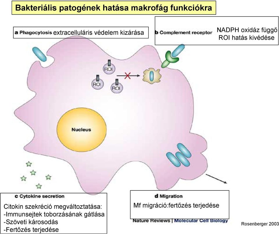 szekréció megváltoztatása: -Immunsejtek toborzásának gátlása