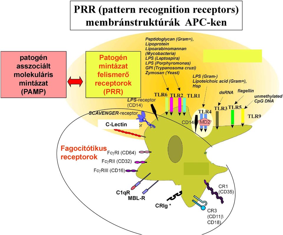 molekuláris mintázat (PAMP) Patogén mintázat