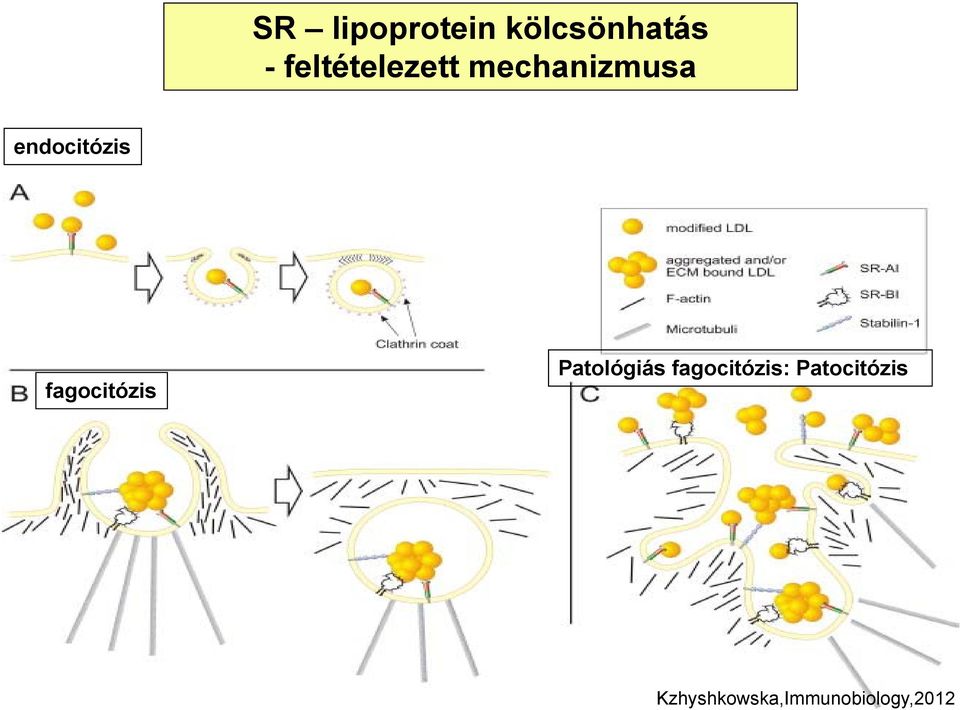 endocitózis fagocitózis Patológiás
