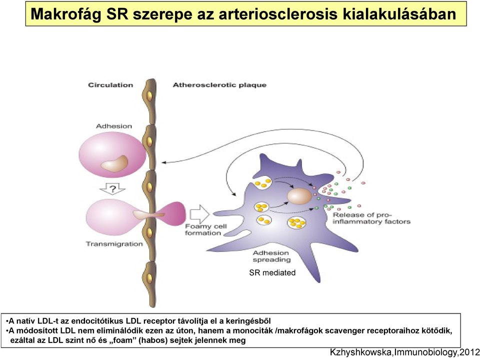 eliminálódik ezen az úton, hanem a monociták /makrofágok scavenger receptoraihoz