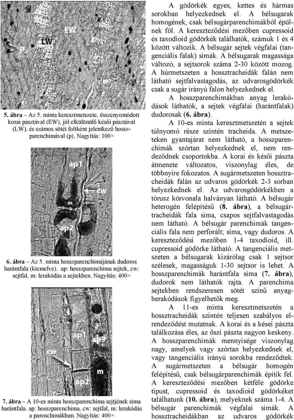 ap: hosszparenchima, cw: sejtfal, m: lerakódás a parenchimákban. Nagyítás: 400 A gödörkék egyes, kettes és hármas sorokban helyezkednek el.