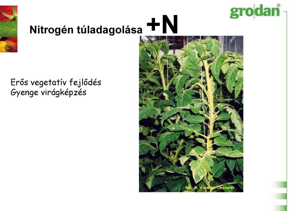 fejlődés Gyenge