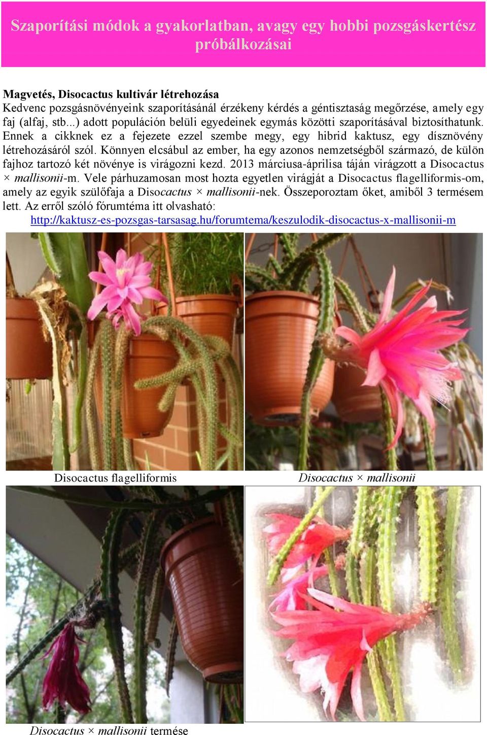 Ennek a cikknek ez a fejezete ezzel szembe megy, egy hibrid kaktusz, egy dísznövény létrehozásáról szól.