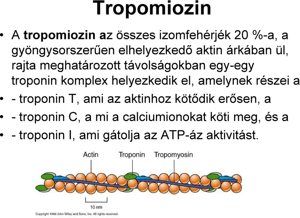komplex helyezkedik el, amelynek részei a - troponin T, ami az aktinhoz kötıdik