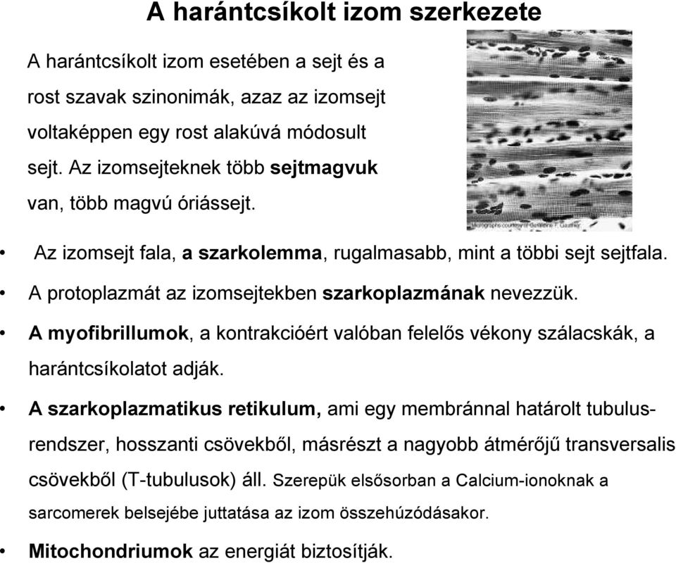 A protoplazmát az izomsejtekben szarkoplazmának nevezzük. A myofibrillumok, a kontrakcióért valóban felelıs vékony szálacskák, a harántcsíkolatot adják.