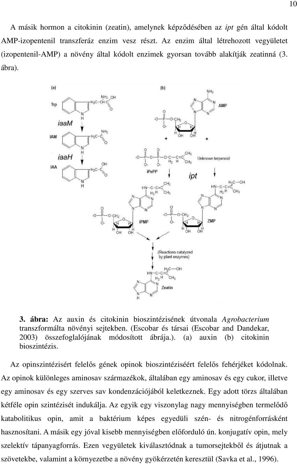 ábra: Az auxin és citokinin bioszintézisének útvonala Agrobacterium transzformálta növényi sejtekben. (Escobar és társai (Escobar and Dandekar, 2003) összefoglalójának módosított ábrája.). (a) auxin (b) citokinin bioszintézis.