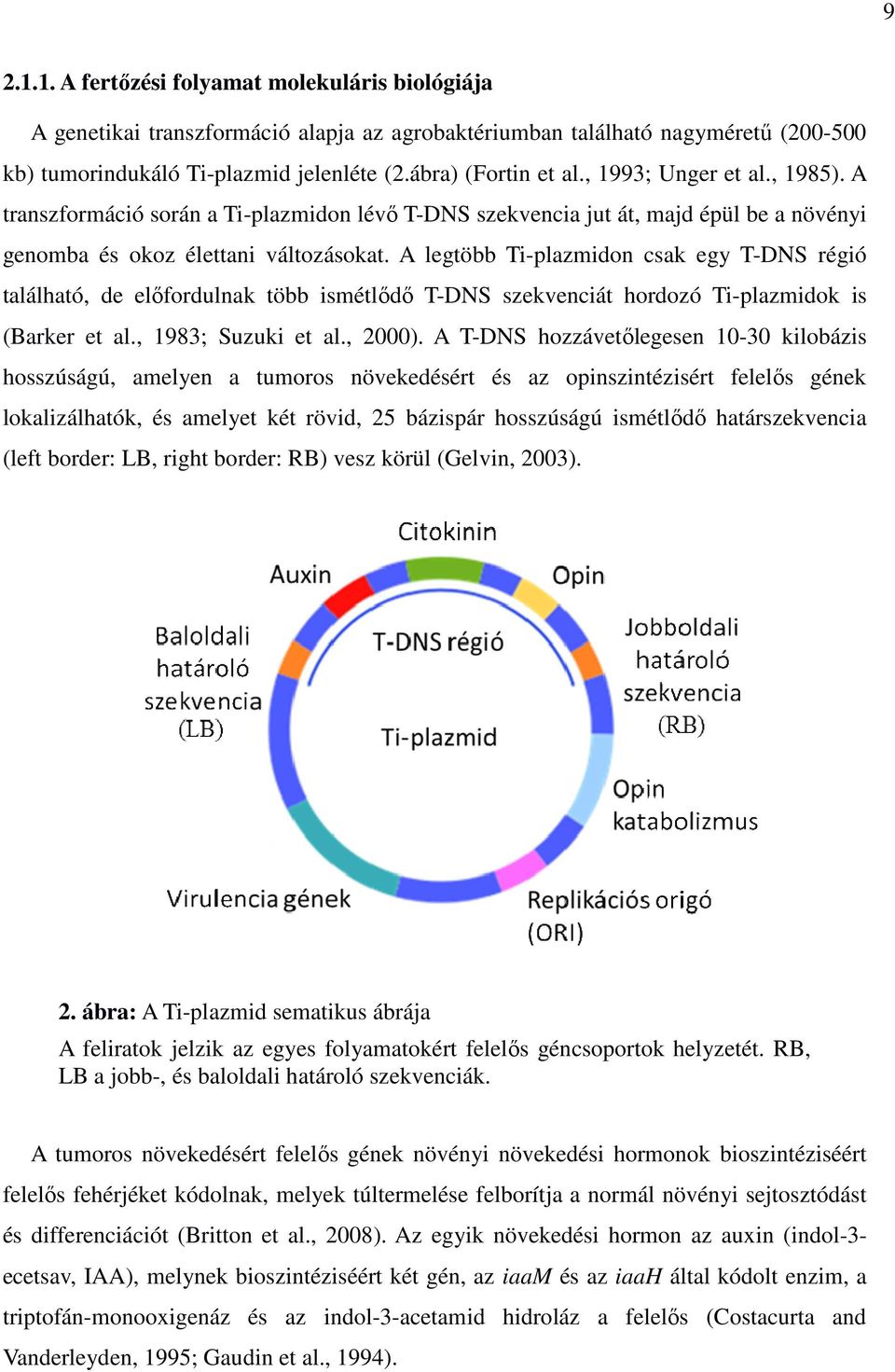A legtöbb Ti-plazmidon csak egy T-DNS régió található, de előfordulnak több ismétlődő T-DNS szekvenciát hordozó Ti-plazmidok is (Barker et al., 1983; Suzuki et al., 2000).