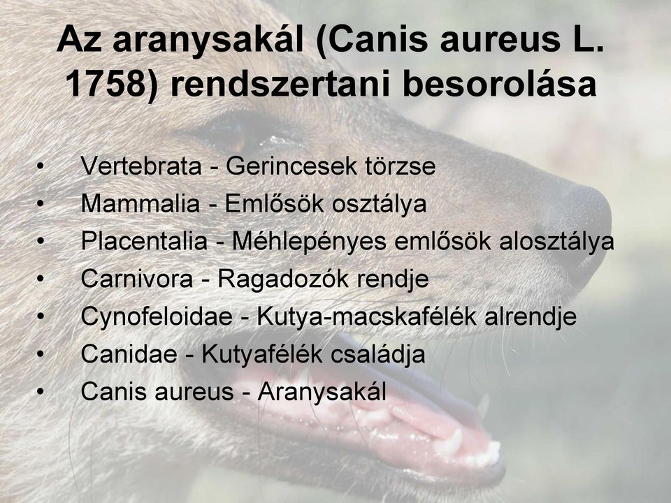 Emlősök osztálya Placentalia - Méhlepényes emlősök alosztálya Carnivora