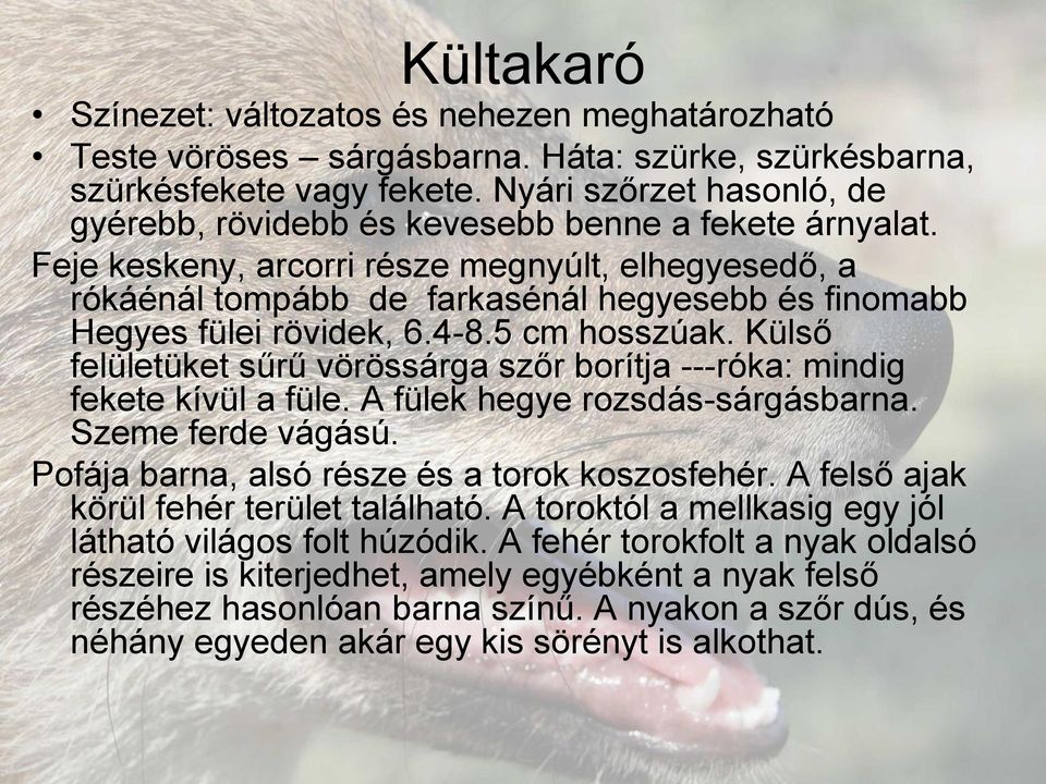 Feje keskeny, arcorri része megnyúlt, elhegyesedő, a rókáénál tompább de farkasénál hegyesebb és finomabb Hegyes fülei rövidek, 6.4-8.5 cm hosszúak.