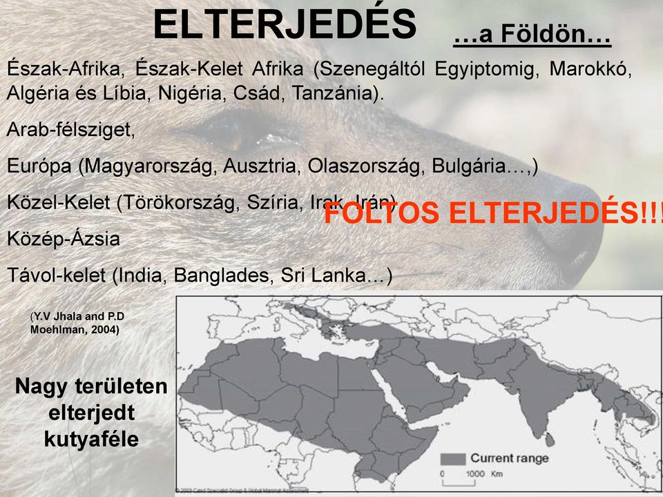 Arab-félsziget, Európa (Magyarország, Ausztria, Olaszország, Bulgária,) Közel-Kelet (Törökország,